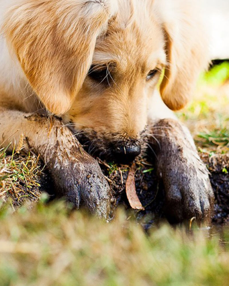 Carpet Cleaning